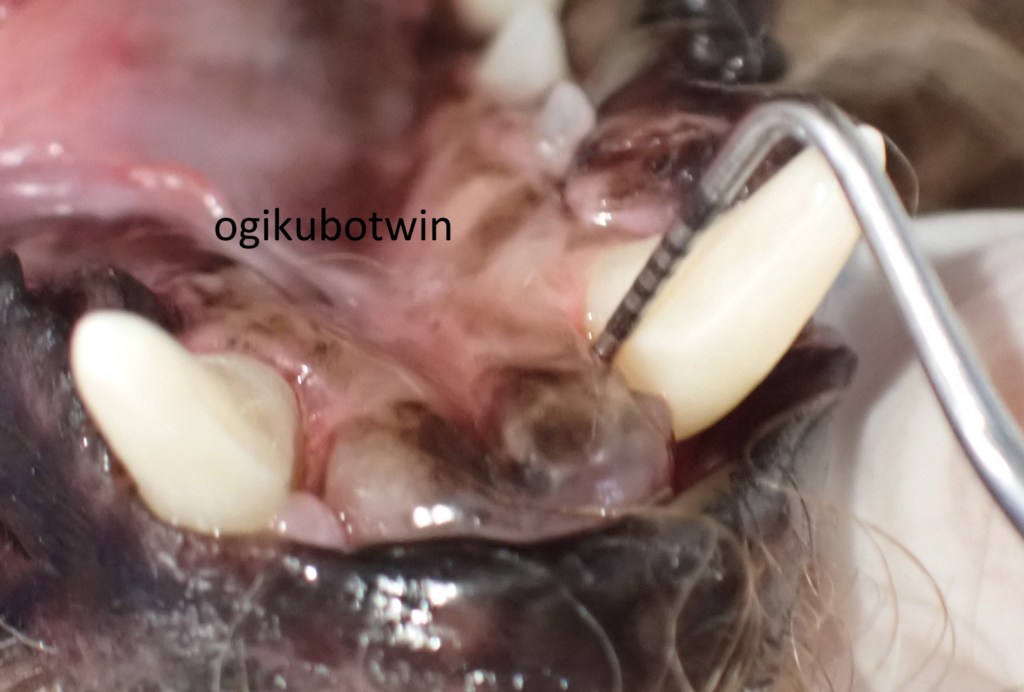 歯周ポケット　犬　再生治療